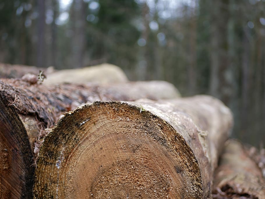 tree, wood, tribe, nature, chop wood, bark, firewood, woods HD wallpaper