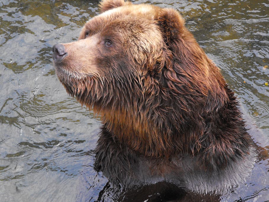 bear, animals, zoo, bears, riga, one animal, animal themes HD wallpaper