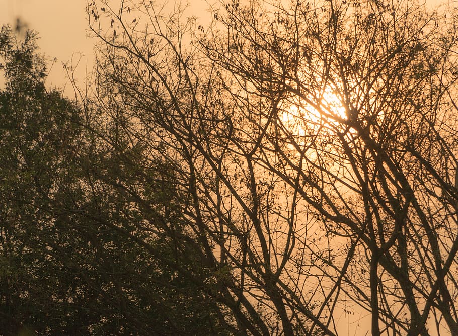 sol, hot, dry twigs, shadows, shrubs, sunset, spring, autumn HD wallpaper