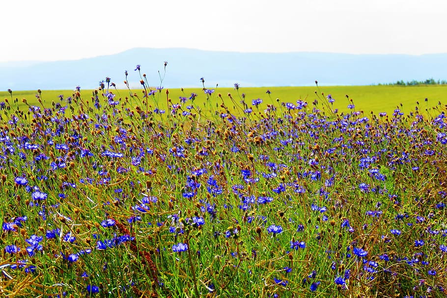 cornflower, blue, summer, field flowers, cornfield, cereals HD wallpaper