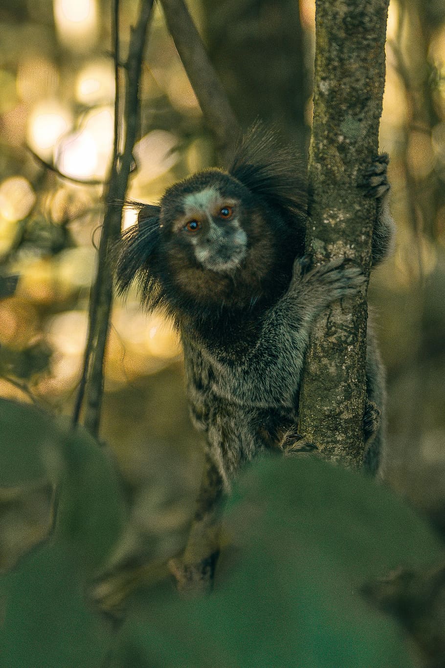 Monkey, Brazil, Nature, Animal, Hairy, animal wildlife, one animal HD wallpaper