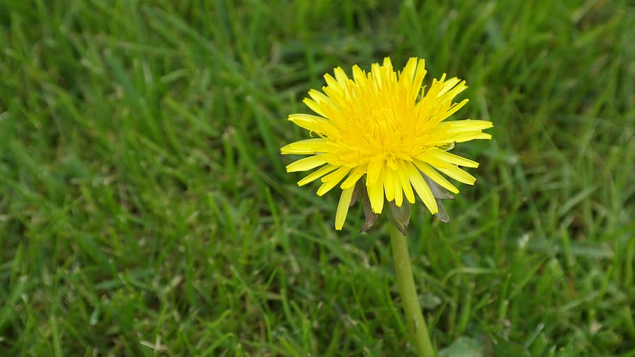 dandelion, greenery, plant, flower, flowering plant, beauty in nature HD wallpaper