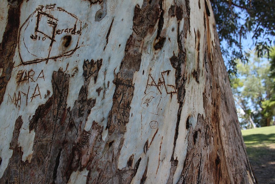 trunk, carving, vandalism, texture, bark, park, nature, tree HD wallpaper
