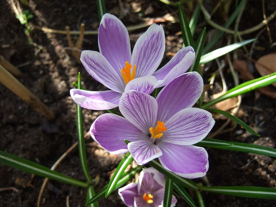 Crocus, Purple, Spring Flowers, flower bulbs, petal, fragility HD wallpaper