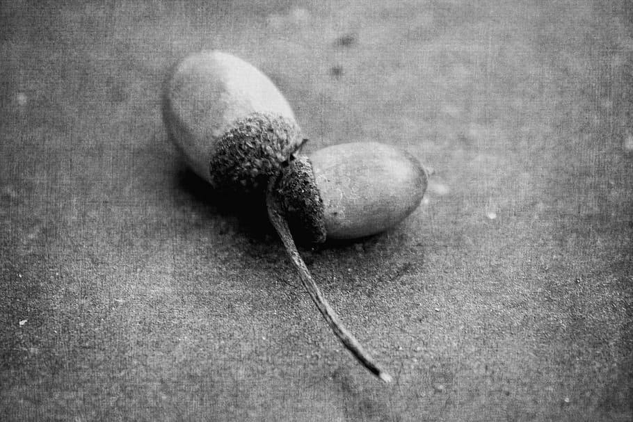 acorns, oak, decoration, autumn, nature, art, structure, old HD wallpaper