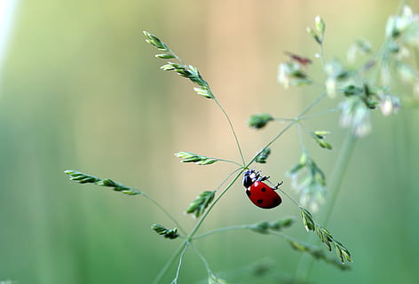 selective focus photography of ladybird perched plant branch HD wallpaper