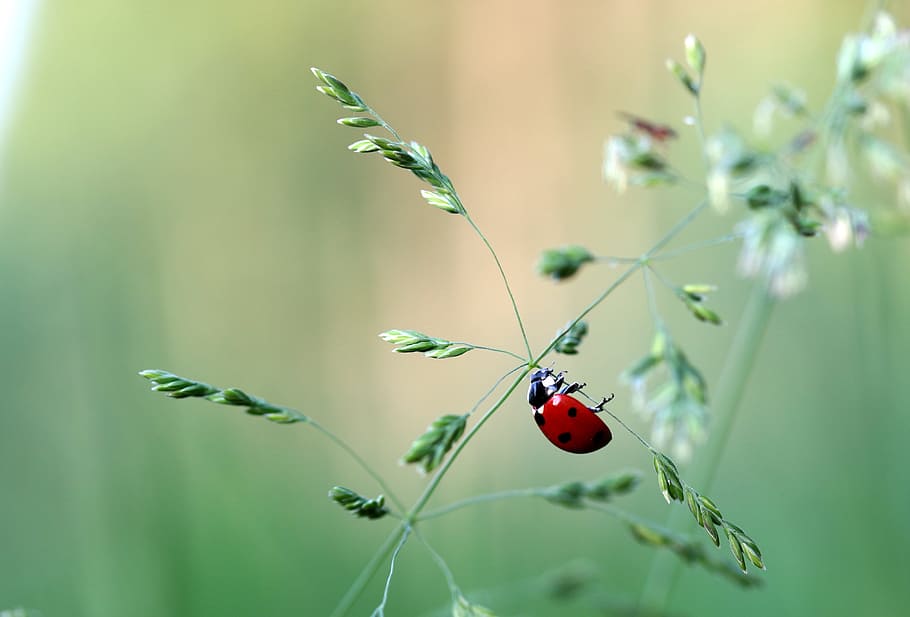 selective focus photography of ladybird perched plant branch, HD wallpaper