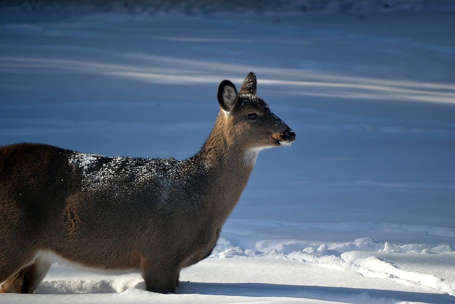 animal, deer, standing, snow, mammal, animal themes, animal wildlife HD wallpaper