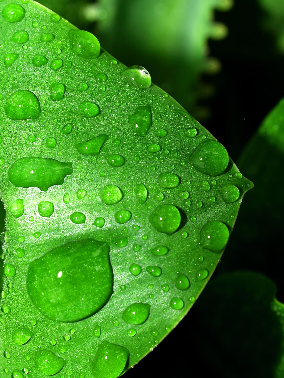 water, drops, leaf, grass, green, dew, rain, closeup, life, HD wallpaper