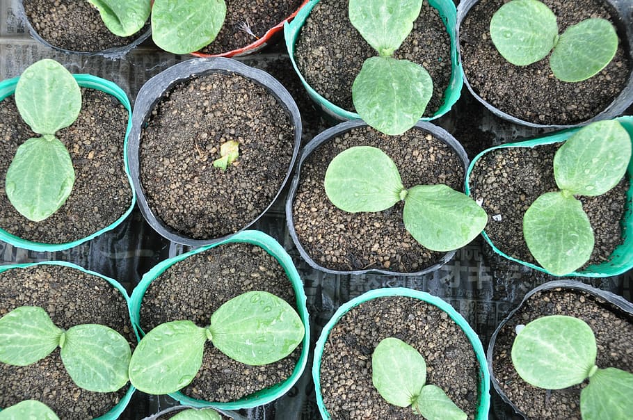 bud, seedlings, futaba, growth, plant, potted plant, botany HD wallpaper