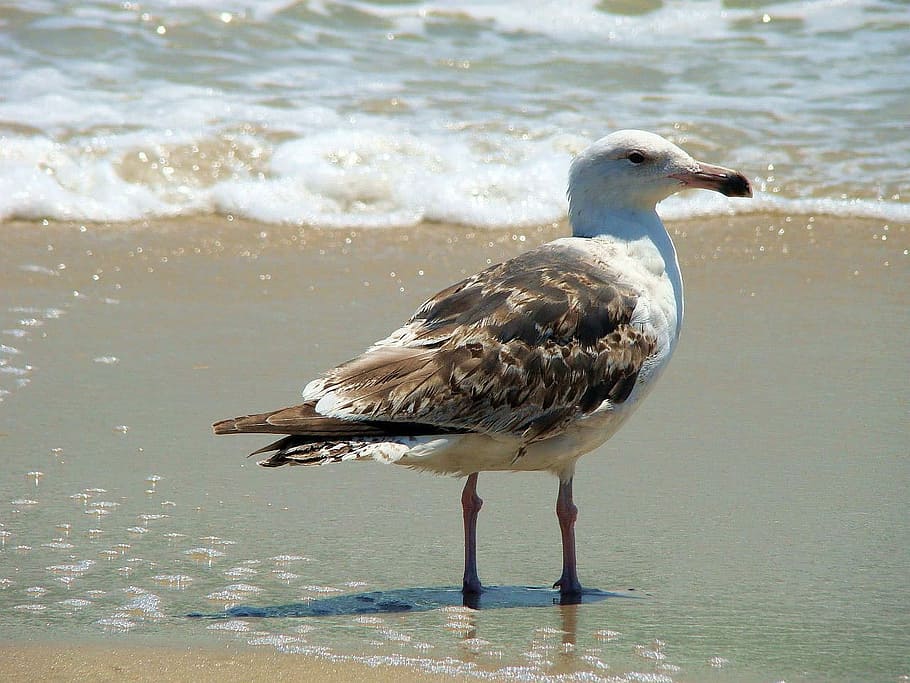 Bird, Sea, Gull, Wave, Ocean, Animal, water, sand, beach, one animal HD wallpaper