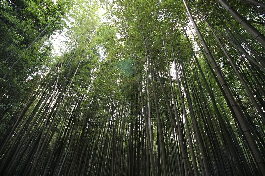 Damyang, Green, Bamboo, Bamboo, Forest, bamboo green, korea HD wallpaper