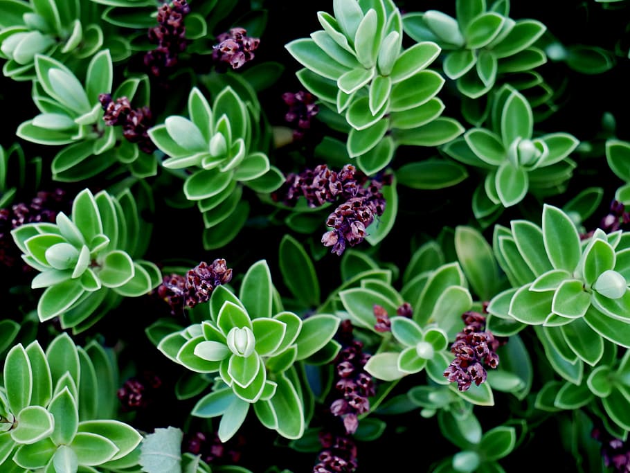 green leafed plants under sunny sky, green leafed plant, flora HD wallpaper