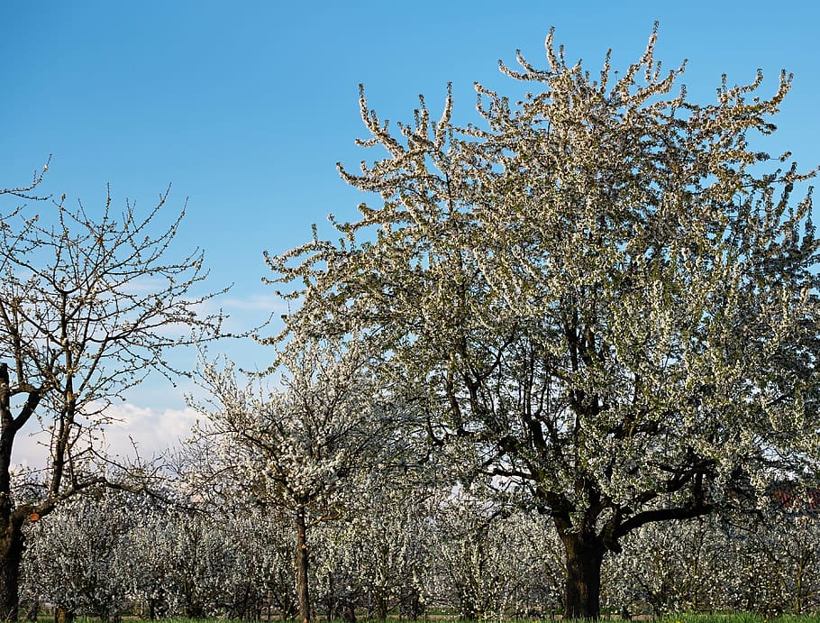 green leafed tree, cherry trees, bloom, spring, kaiserstuhl HD wallpaper