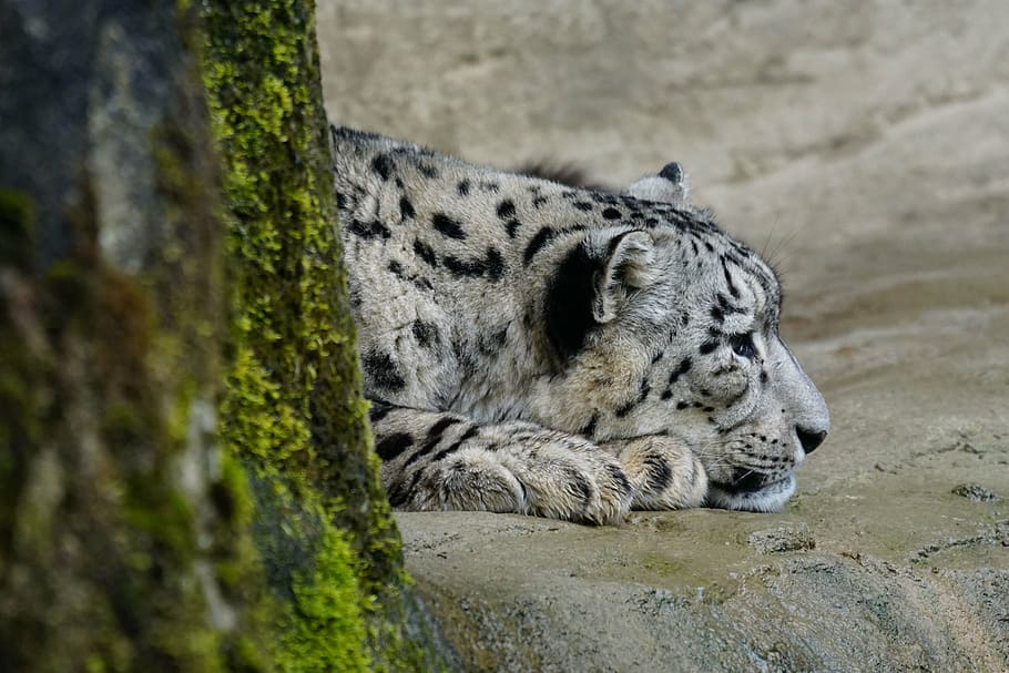 snow leopard, dormant, predator, carnivore, animal, wildlife HD wallpaper