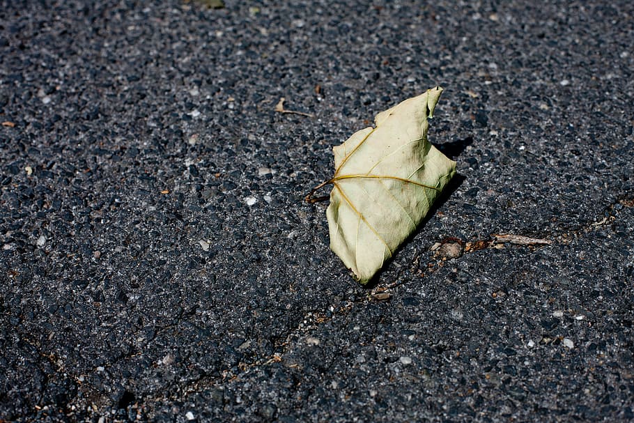 leaf, dry, autumn, close, asphalt, road, nature, backgrounds HD wallpaper