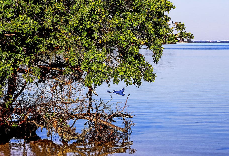 Nature, Landscape, Beach, Trees, sea shore, mangrove, water HD wallpaper