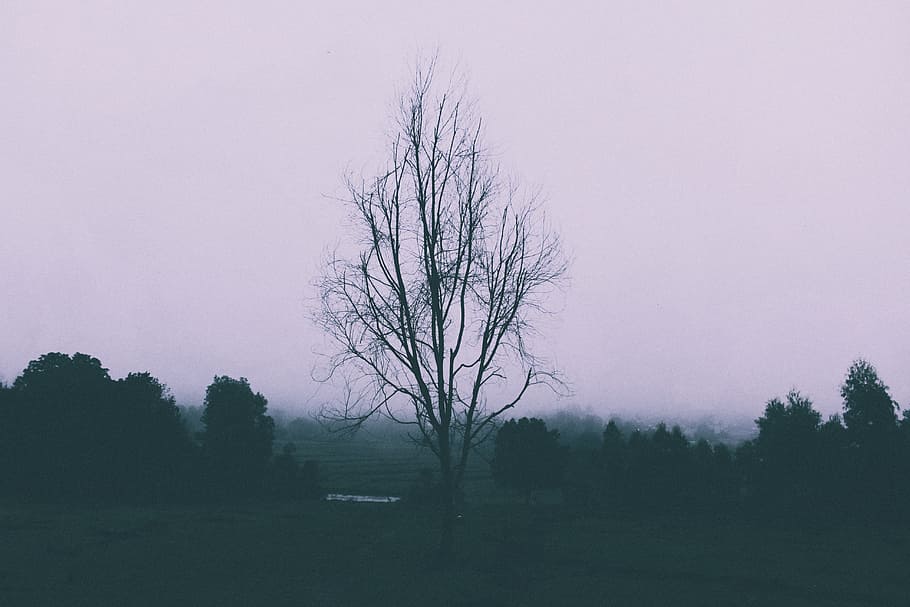 nature, landscape, trees, forest, woods, dark, plant, fog, scenics - nature HD wallpaper