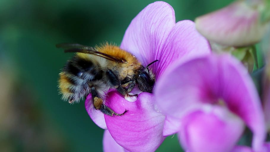 nature, flower, bee, plant, flowering plant, petal, beauty in nature HD wallpaper