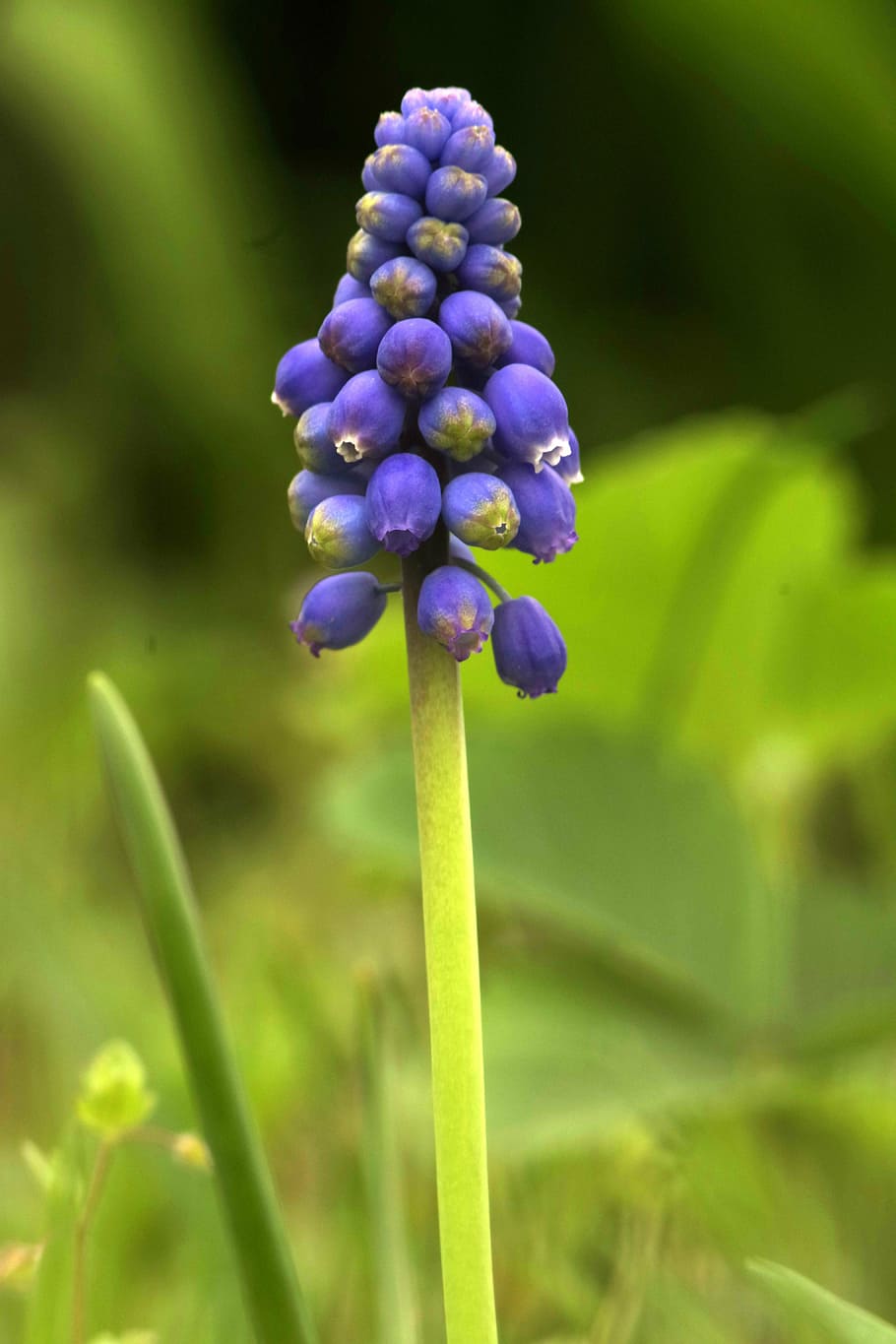 flower, blue, single, the stem, ringtones, garden, flowering HD wallpaper