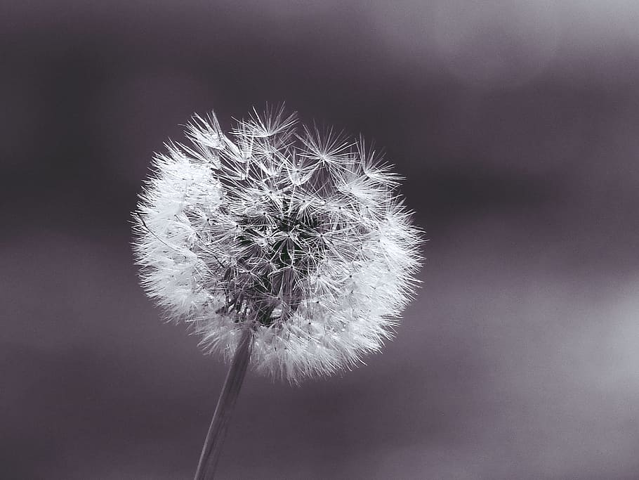 grayscale photography of dandelion flower, plant, close, macro HD wallpaper