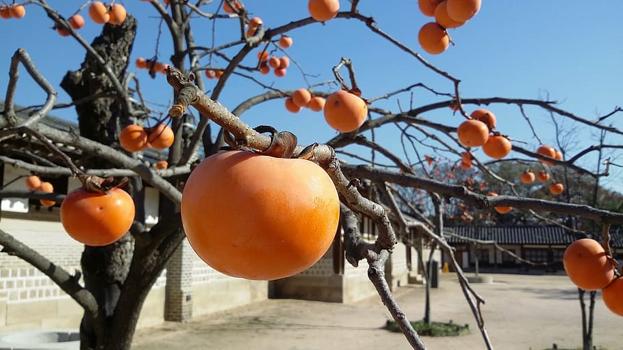 closeup photography of orange fruit, autumn, persimmon, eggplant HD wallpaper