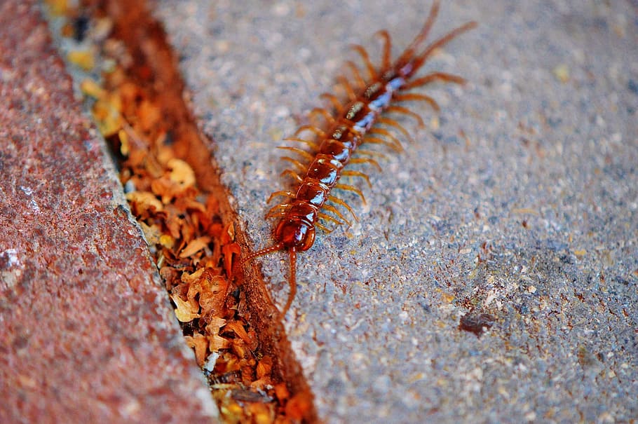 centipedes, creeping, insect, members, feet, animal themes HD wallpaper