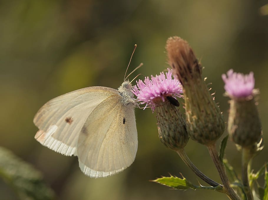 white, butterfly, insect, summer, thistle, nature, butterflies HD wallpaper