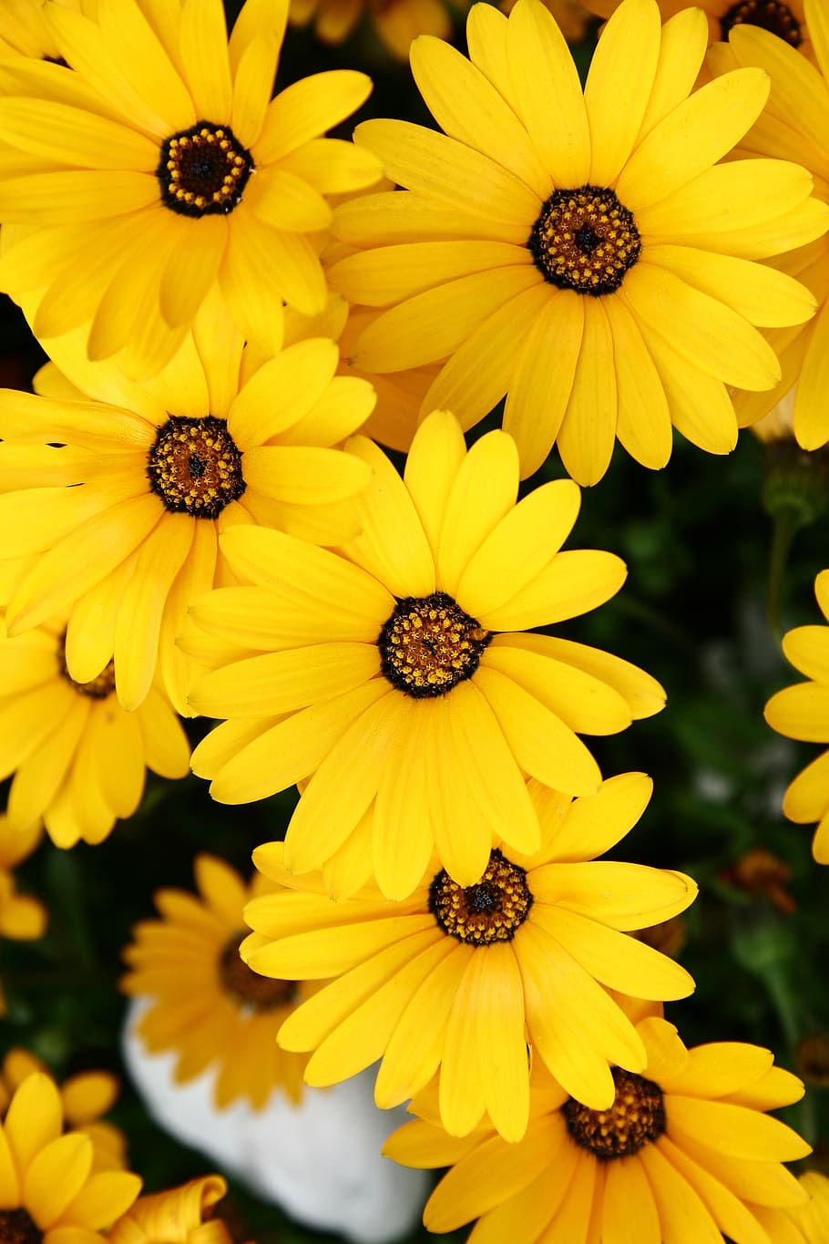 tabitha, nature, plants, flowers, yellow flower, flowering plant HD wallpaper