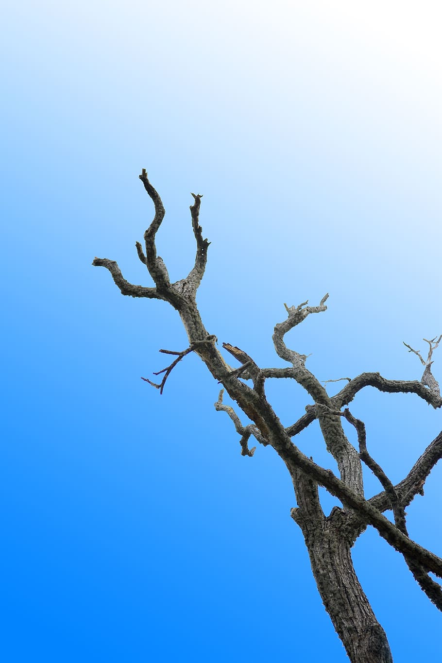 lonely tree, dried branch, blue sky, clear sky, bark, sri lanka