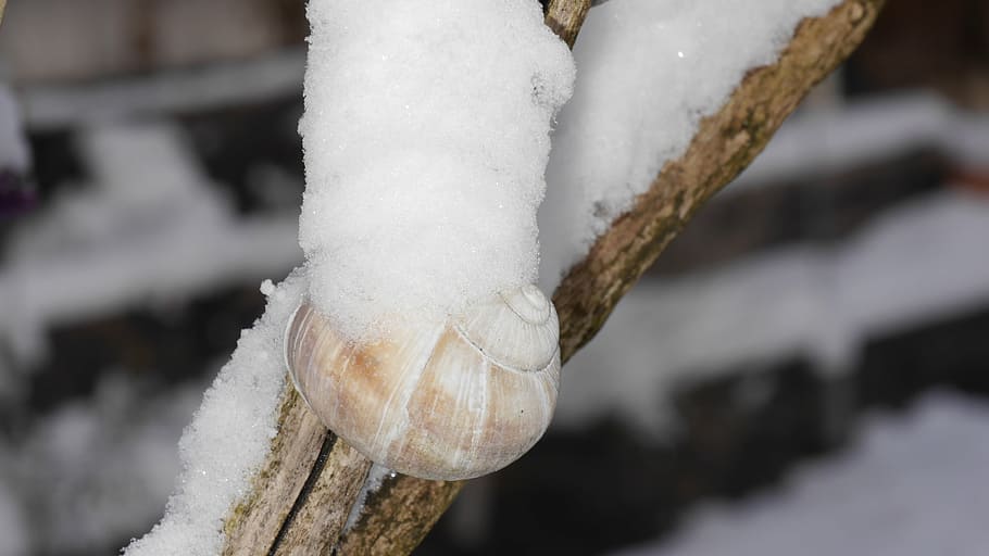 snow, shell, snail tree, nature, wintry, cold temperature, winter HD wallpaper