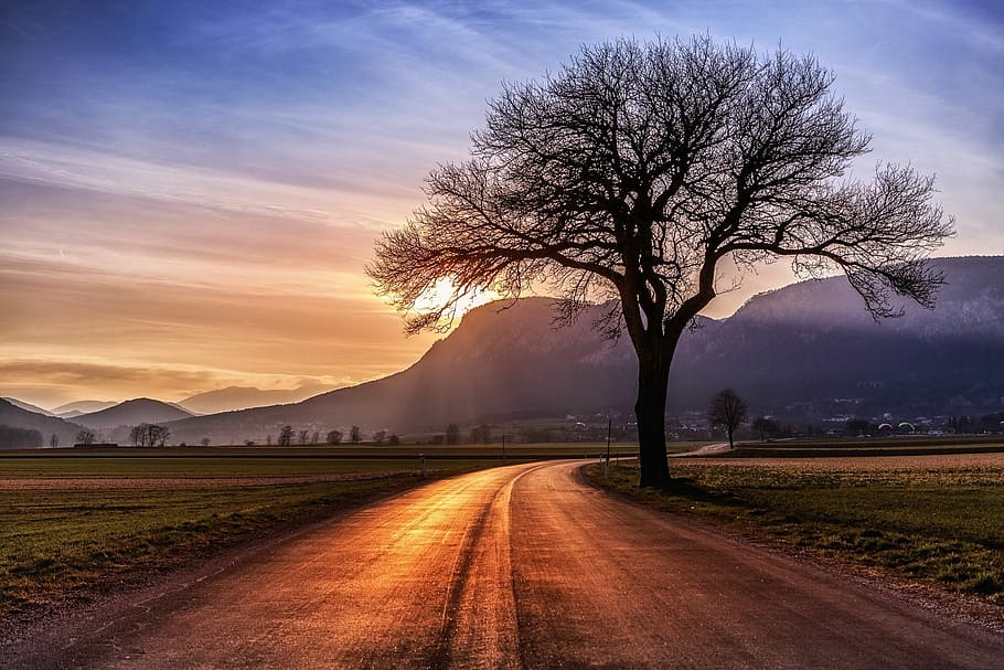 landscape, nature, tree, sky, road, panorama, rural, sun, schönwetter HD wallpaper