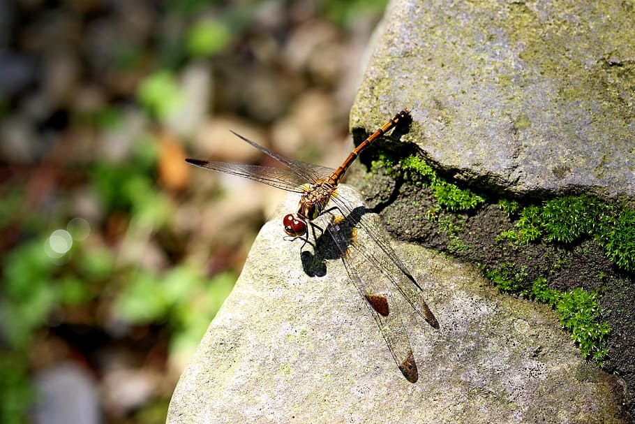 Nature, Forest, Insects, Dragonfly, landscape, park, arboretum HD wallpaper