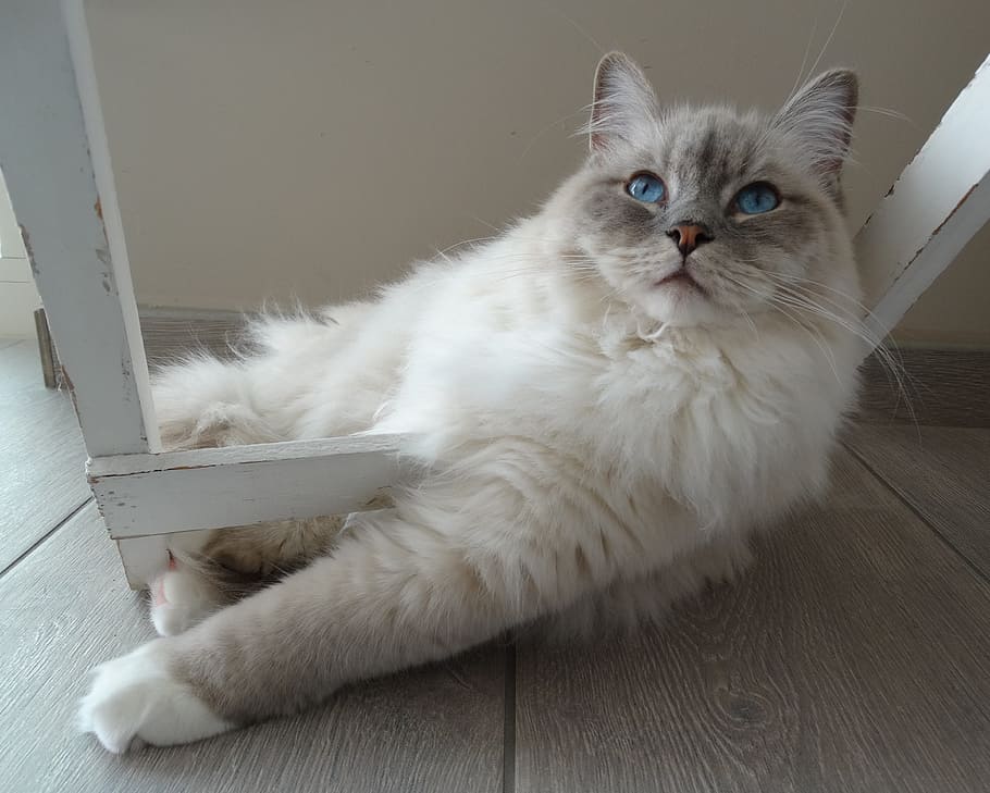 medium-coated white cat, Remote Access, Ragdoll, Pet, Relax HD wallpaper