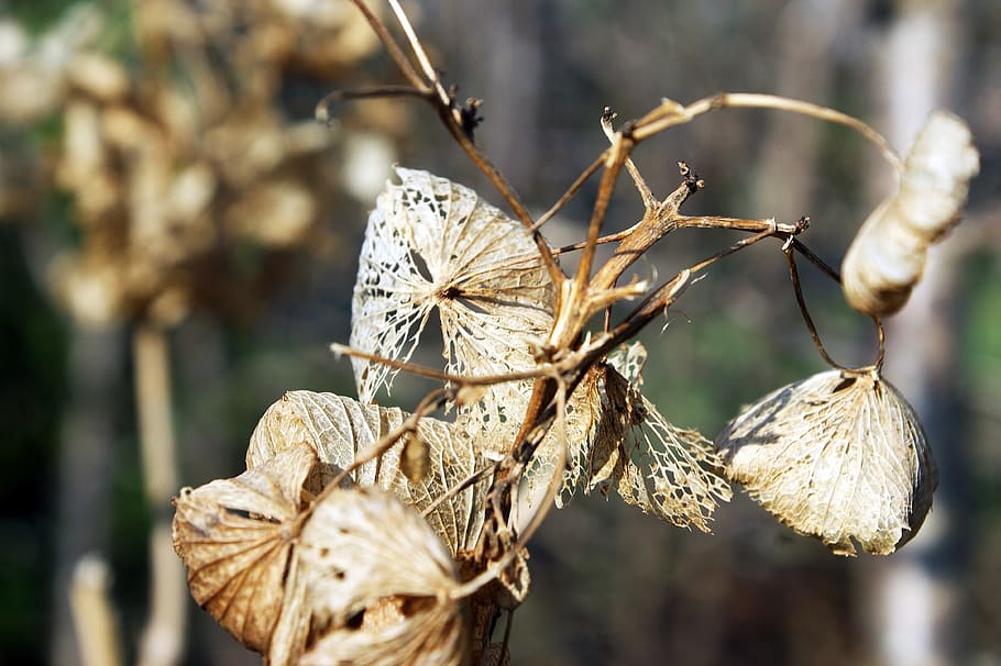 wilted, flower, branch, bush, nature, overblown, focus on foreground HD wallpaper