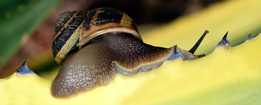Snail, Shell, Close, Nature, Reptile, spiral, snail shell, macro HD wallpaper