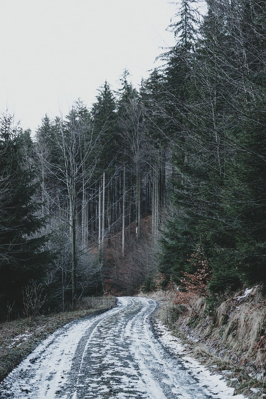 road between trees during daytime, green leafed trees under cloudy sky during daytime HD wallpaper