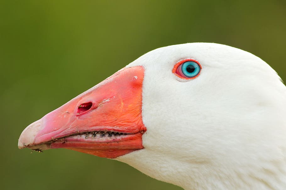 macro photography white white bird head, white and red bird head closeup photo HD wallpaper