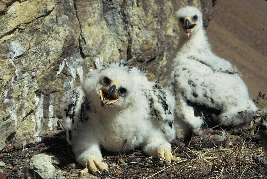 two black-and-white short-beak birds on ground, golden eagles HD wallpaper