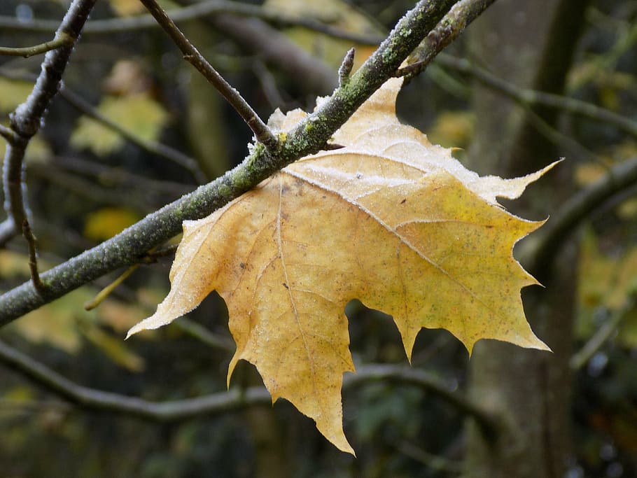 maple, leaf, yellow, frost, autumn, nature, season, tree, forest HD wallpaper