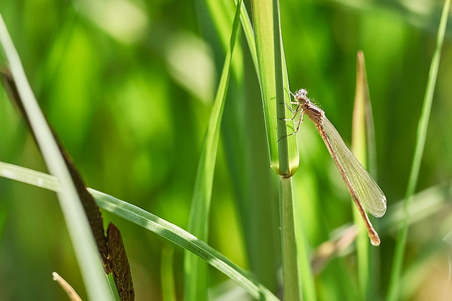 dragonfly, blatte, close, insect, nature, green, wing, animal HD wallpaper