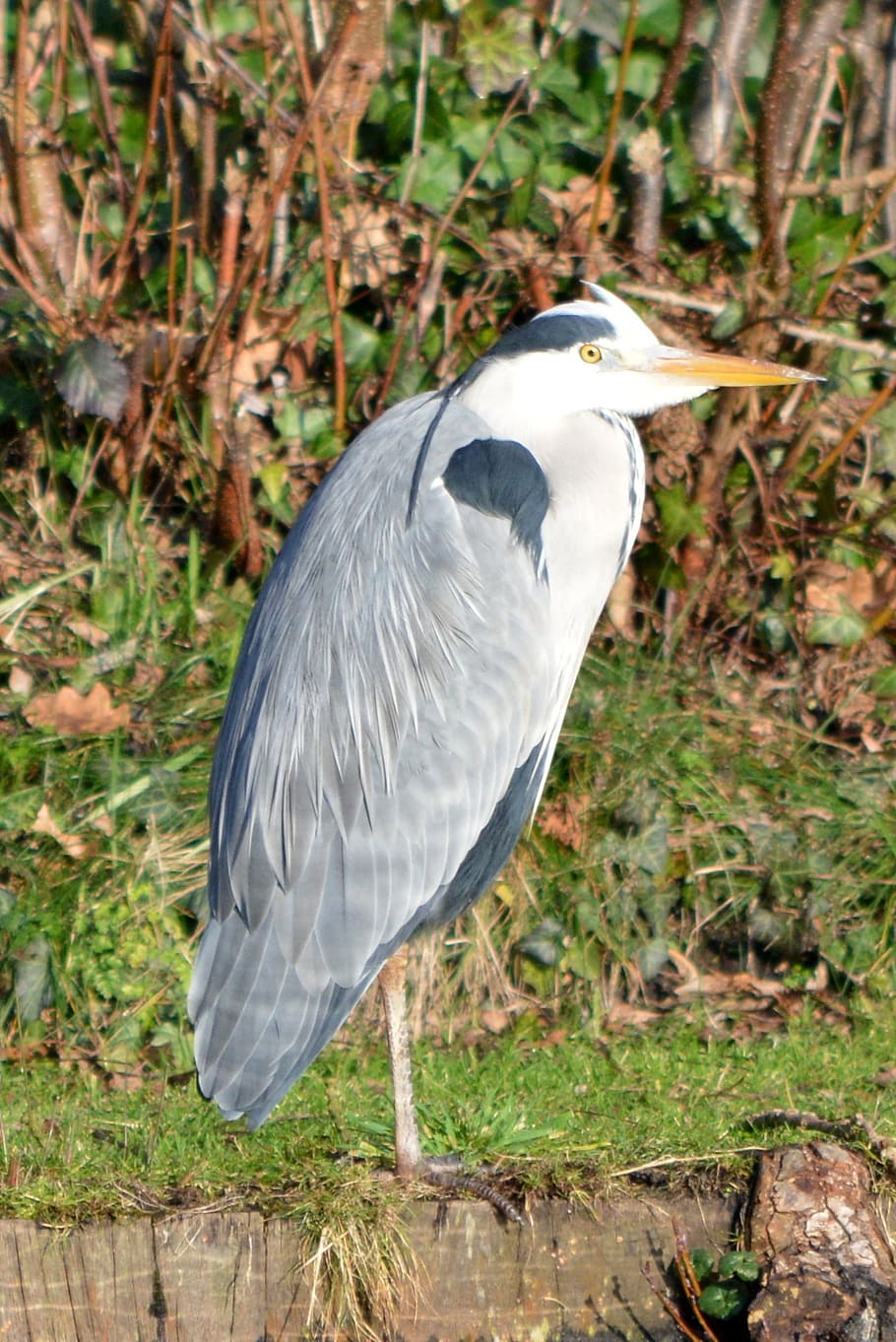 heron, bird, nature, animal themes, animal wildlife, animals in the wild HD wallpaper