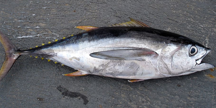 gray and black tuna, Thunnus, Tuna, Fish, Bigeye Tuna, obesus, HD wallpaper
