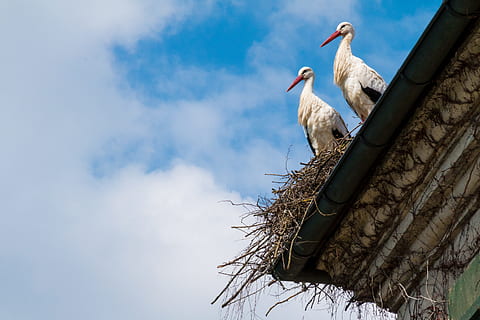 low angle photo of two white storks on brown bird nest, storchennest HD wallpaper