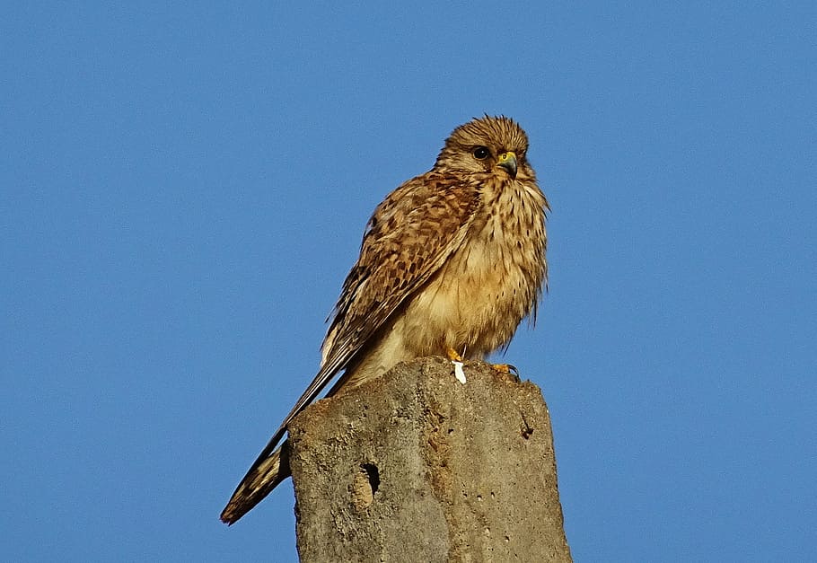 bird, raptor, hunter, predator, common kestrel, female, falco tinnunculus HD wallpaper