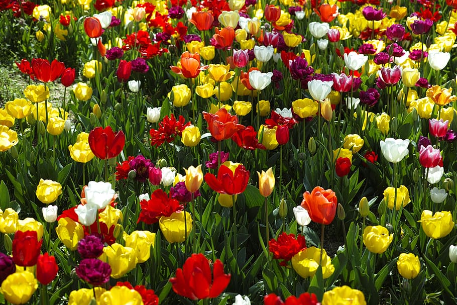 red, yellow, green, orange, tulips, flower, environmental, plant HD wallpaper