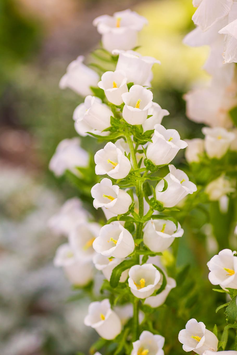 flowers, white, plant, spring, blossom, bloom, nature, garden HD wallpaper