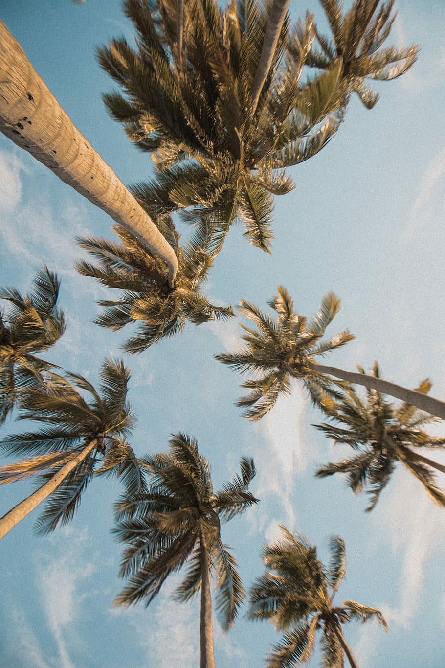 brown tree, low angle photo palm trees at daytime, blue sky, white clouds HD wallpaper