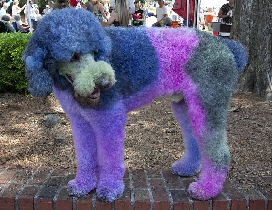 closeup photo of painted purple and blue standard poodle on brick bench, HD wallpaper