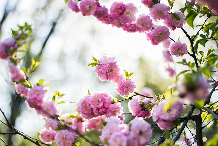 pink petaled flowers blooming at daytime, blossoms, tree, branch HD wallpaper